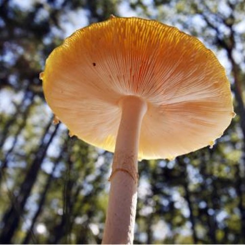 Shrooms In The AfterShroom (3rd trip)