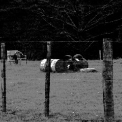 Blister- Celadore (2003 NZ)