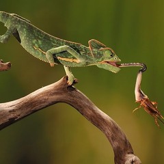 Xavier Livingston - Lizard (Original Mix)