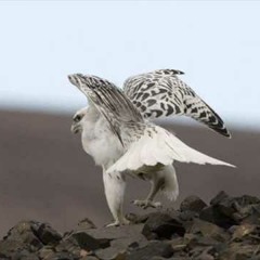 شيلات