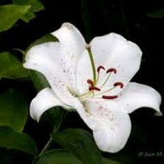 The Lily, that wakes in spring