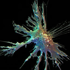 Psyde Project. Alien Forest