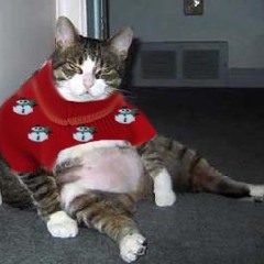 Eye of the Tiger (Cat REMIX)