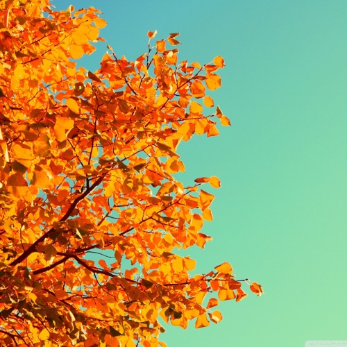 Dancefloor Figherpilot Ranger II