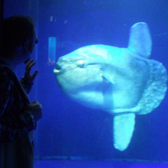 The Sun Fish