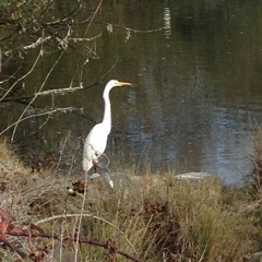 Arcata Marsh Recording 1