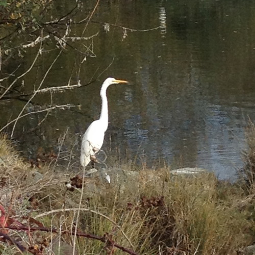 Arcata Marsh Recording 1