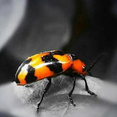 Buka sitik joss..dangdutan hahha