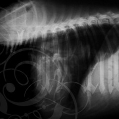 ALGEBRAIC SHOWCASE * AN ADVENTURE TIME THEME EVENT  - Austin, Texas - February 22, 2014