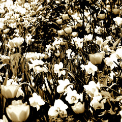 "Uma Certa Delicadeza"