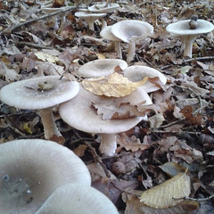 Tomaž Šalamun, Gobice