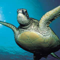 Mark Walter - Turtles