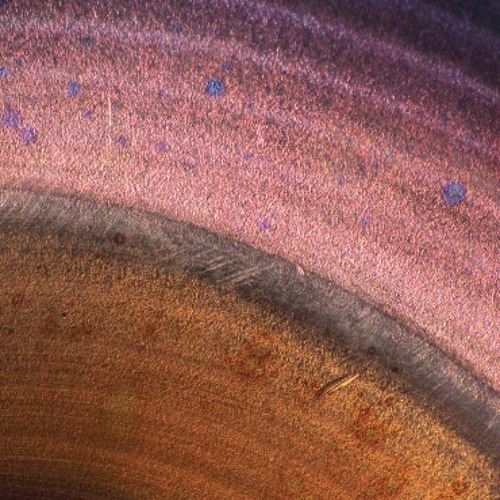 Tabula Rasa