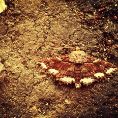 Interlude #Moth