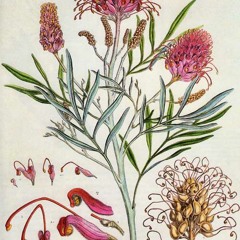 Miss Sugars' Honey Trap