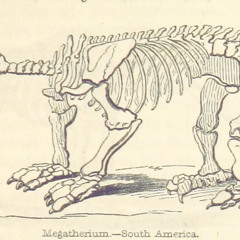 Megatherium