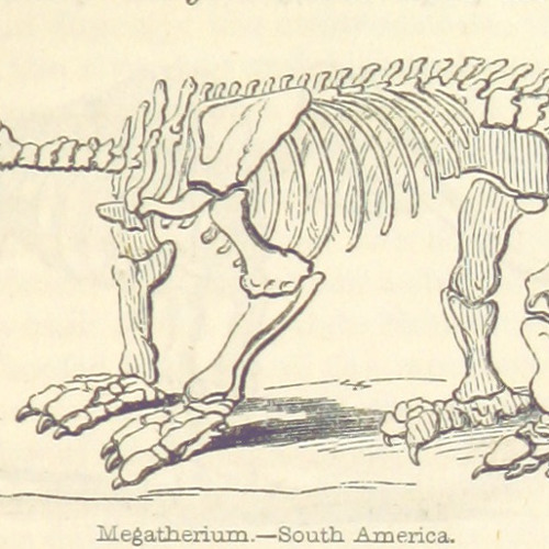 Megatherium