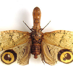 Phosphorea