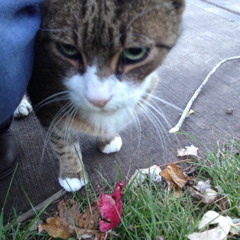 Could Have Lied - Red Hot Chili Peppers cover