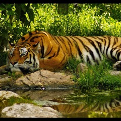 Jørg Baermann feat. Violent Vickie - Lies