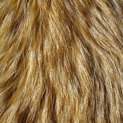the fur is softer there