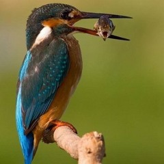 Last Gasp - "What's Up"