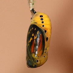 chrysalis - free download