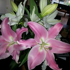 Har taraf tu hi dhike