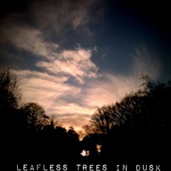Leafless Trees In Dusk / download for free