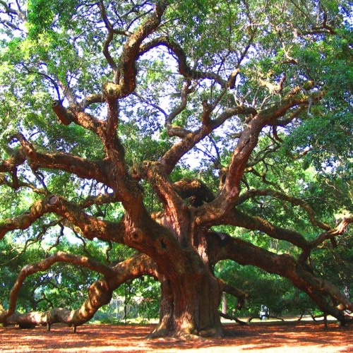 Mighty Oak in session Pt. 2