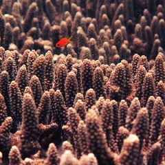 Synkro & Manos - Lost Here (70 Edit)