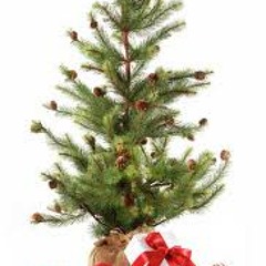 Little Christmas Tree