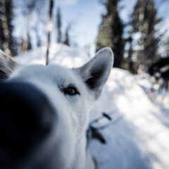 โกหกหน้าตาย