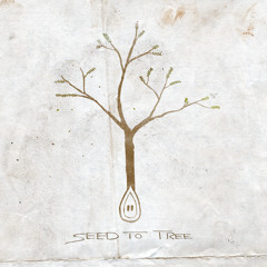 Pine cone (Single) - Seed to Tree