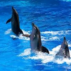 Dolphin Dance
