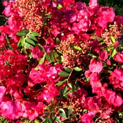 Christmas Improv Jam 2013 ... C.T.U