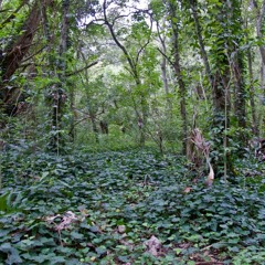 Guardianes De Esta Tierra (Parque Pereyra)