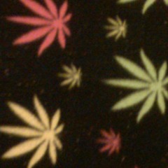 Roots Mon> Rizzlah at Olomana Trail