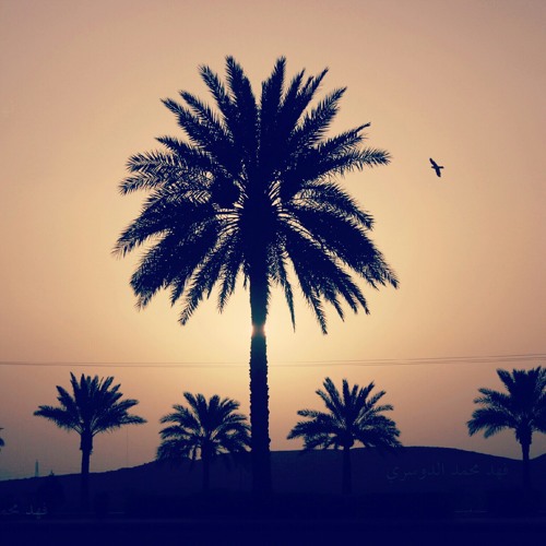 شيلة داعي الشوق / ظافر العمري