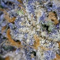 Man Of Tha Year MAN (Prod. by Nez & Rio) - Trey Scuds [scHoolboy steezy 3 nigga]