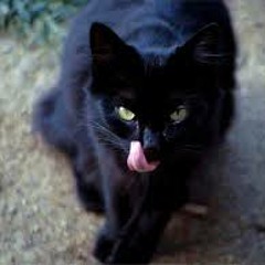 Black cat (SpokZ133)