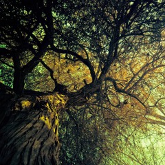 Trippy