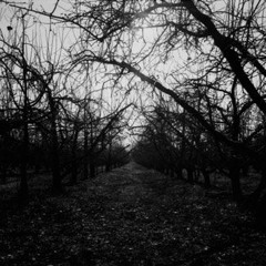 Uaral - Despond