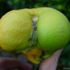 Cicchi Desperados - Viscere