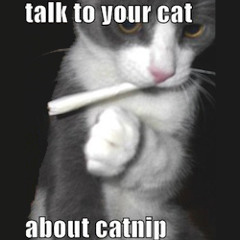 Late Night Kittens...