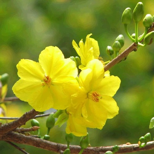 Xuân Đã Về