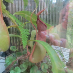 free projects that should be on tapes