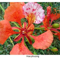 Hoa Học Trò