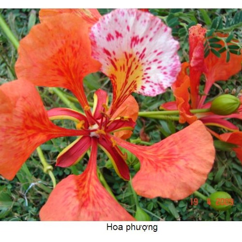 Hoa Học Trò