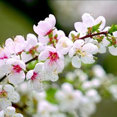 Spring In Mine